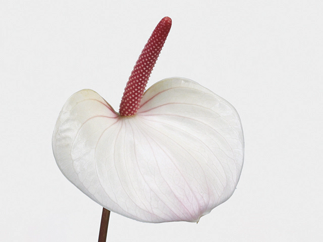 Anthurium Spar-Set 'White Champion' (12 cm Topf) | Orchideen ...