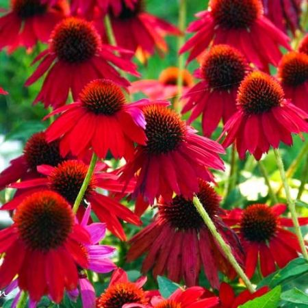 Купить Эхинацея (Echinacea) с доставкой ...