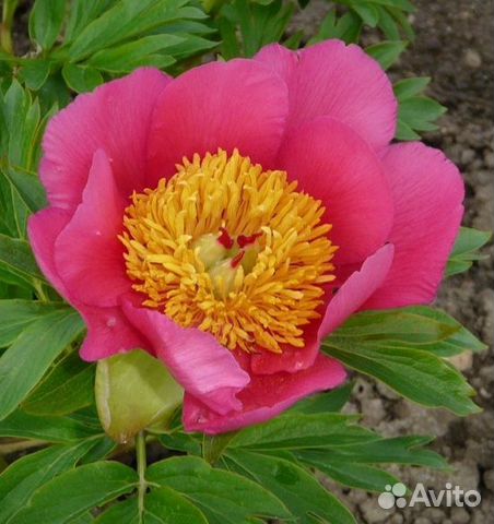 Пион Гарден Лейс Peony Garden Lace ...