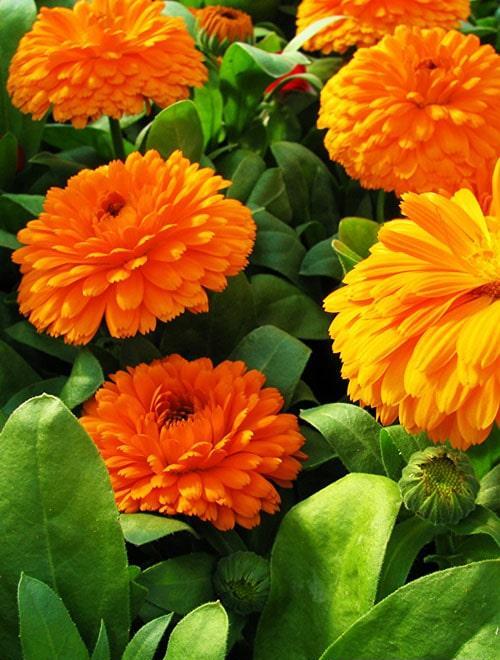 Цветы календулы (лат. Calendula officinalis) на клумбе ...