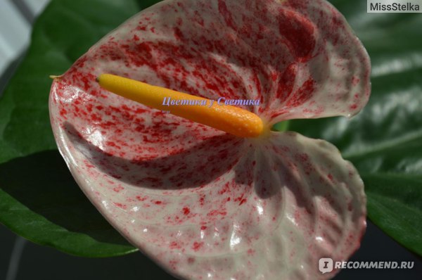 Антуриумы / Anthurium уход, описание, фото сортов - каталог ...