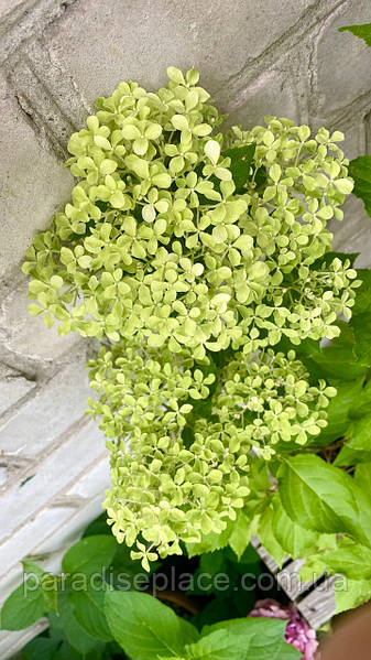 Hydrangea Whitelight ...