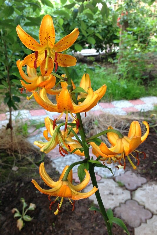 Лилия Гвинея Голд (Lilium Guinea Gold) купить луковицы в ...