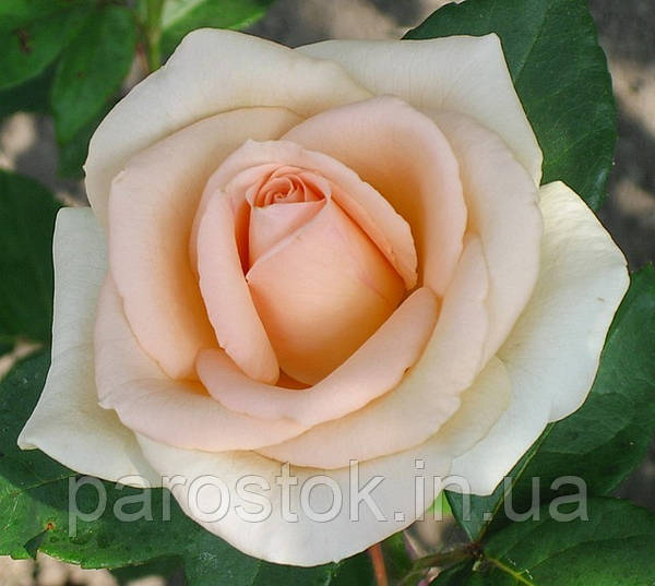 🌿 Саженцы чайно-гибридной розы Осиана (Rose Osiana, Oceana)