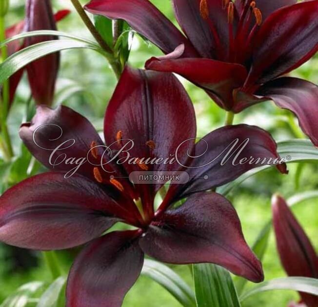 Lilium az 'Heartstring' - GARDENIDEA