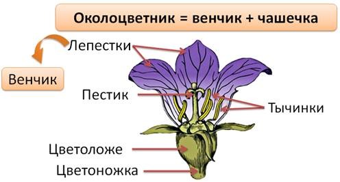 Классы и семейства цветковых растений