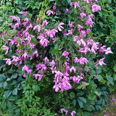 Клематис цельнолистный 'Аленушка' / Clematis integrifolia ...