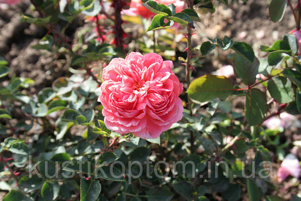 Rose shrub 'Claire Austin ...