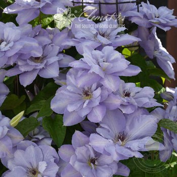 Clematis 'William Kennett