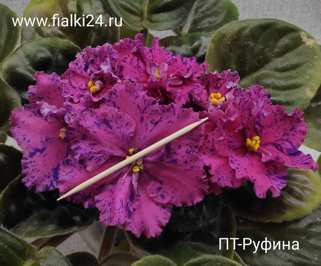 Сенполия Фуксия, или Фиалка (Saintpaulia Fuchsia) D10см ...