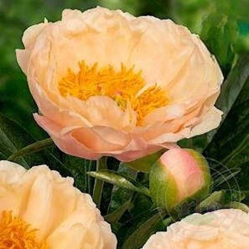 Пион Йеллоу Дудл Денди (Paeonia Yellow Doodle Dandy ...