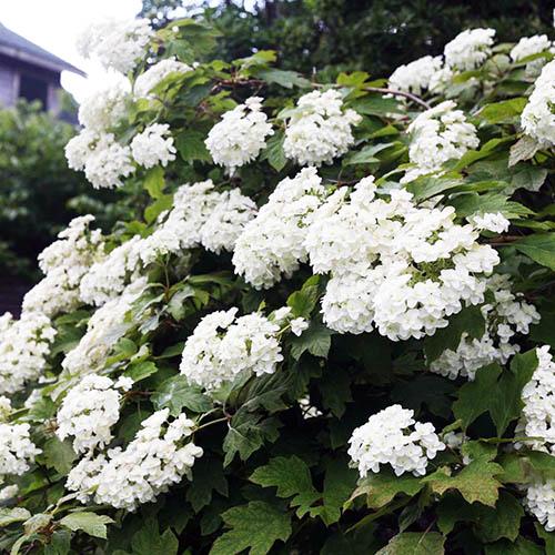 Гортензия дуболистная Сайкс Дварф (Hydrangea quercifolia ...