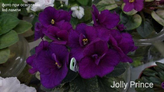 Фиалка сестринская Альбифлора (Viola sororia Albiflora ...