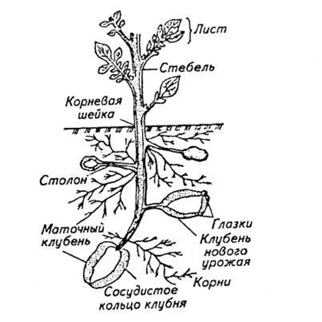 Картофель. Цветы и клубни