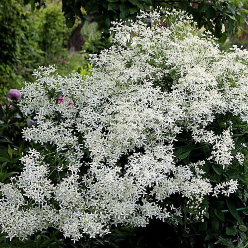 Clematis 'Constance' — Википедия