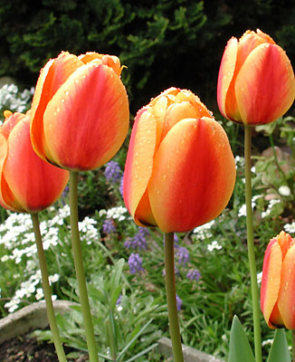 Tulipa Golden Apeldoorn ...