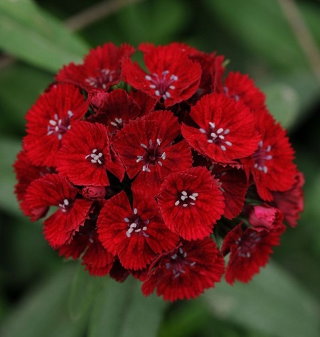 Турецкая гвоздика (Dianthus barbatus ...