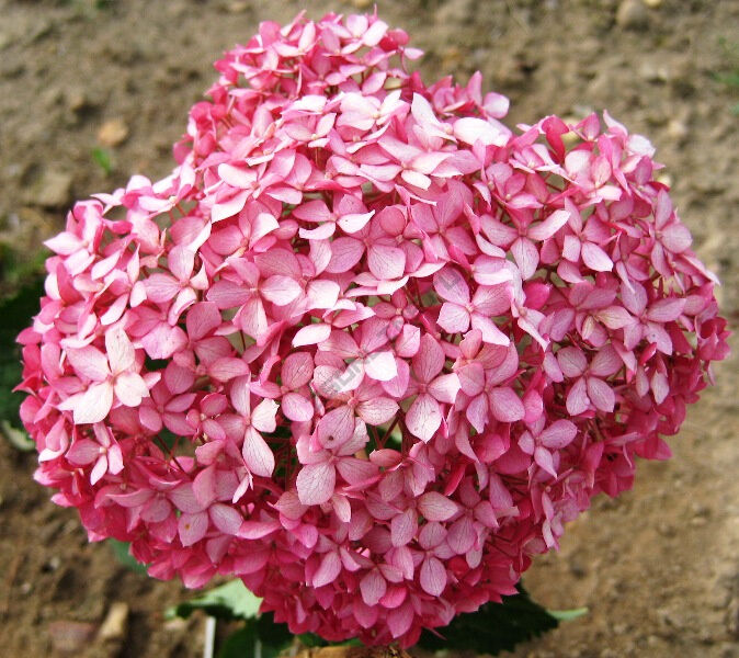 Hortensia de Virginie Magical® Pinkerbell Kolpinbel ...