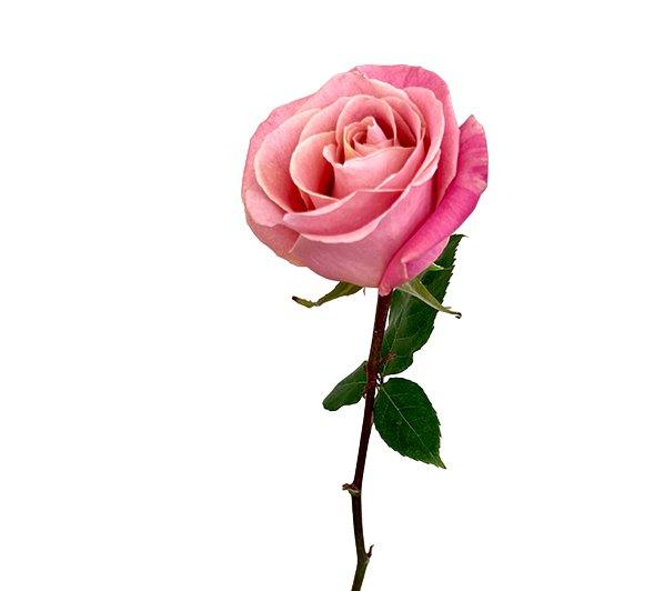 Rose Hermosa (Ecuador) 60cm | Wholesale Dutch Flowers ...