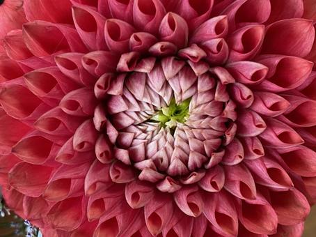 Красный И Белый Dahlia — стоковые ...