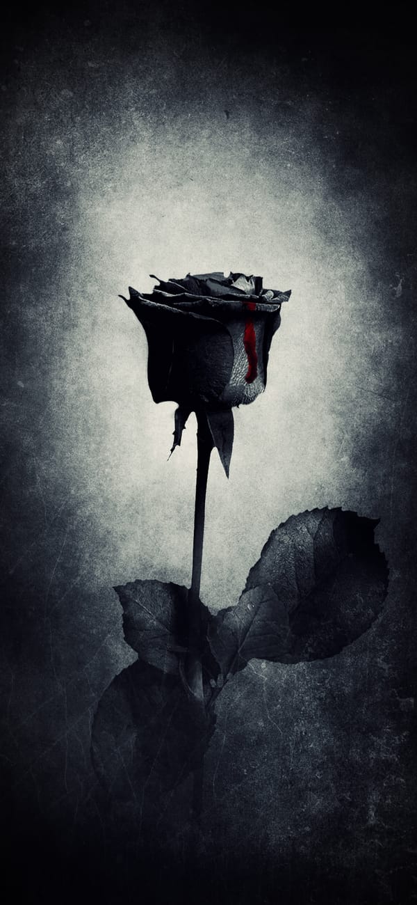 Black Rose wallpaper by Abtahialamking - Download on ZEDGE ...