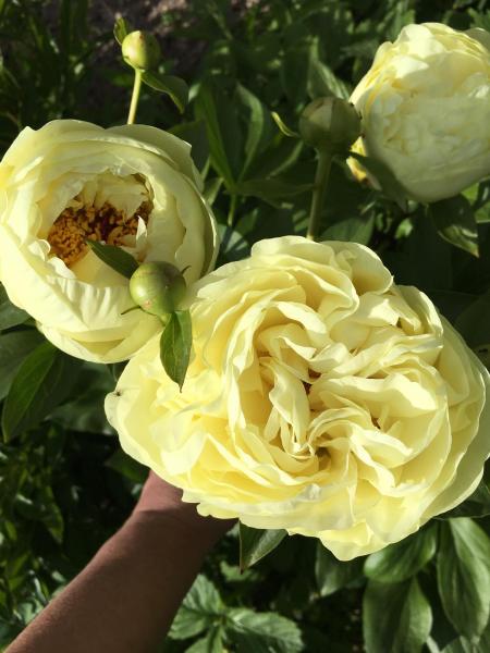 Корневище Florium Пион Lemon Chiffon Травянистый 1шт Желтый ...