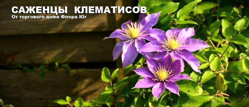 КЛЕМАТИСЫ (Clematis L)