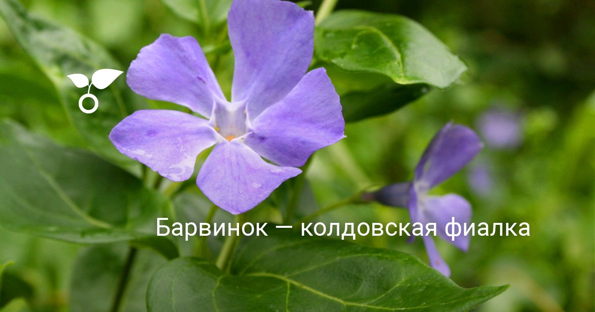 Барвинок малый (Vinca minor) - Барвинок малый - Барвинок ...