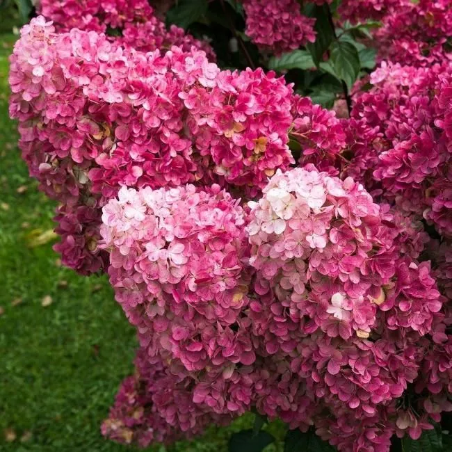 Гортензія волотиста 'Фрайз Мельба'®, РЕНБА/Hydrangea ...