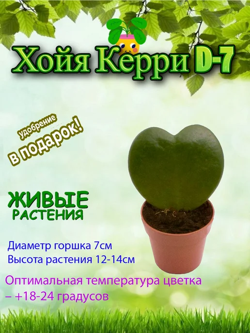 Хойя Керри д.6 - Декоративно-лиственные растения – Купить в ...