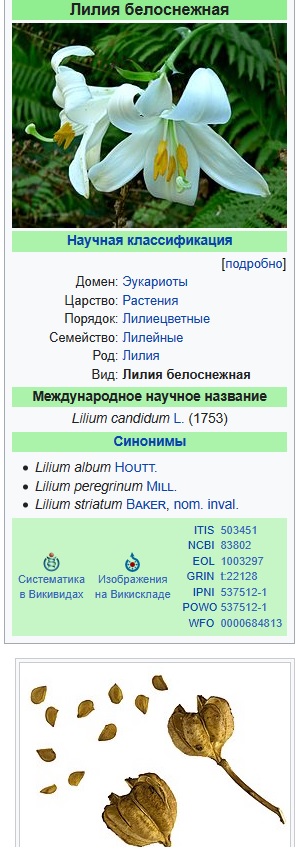 Белая, белоснежная лилия 