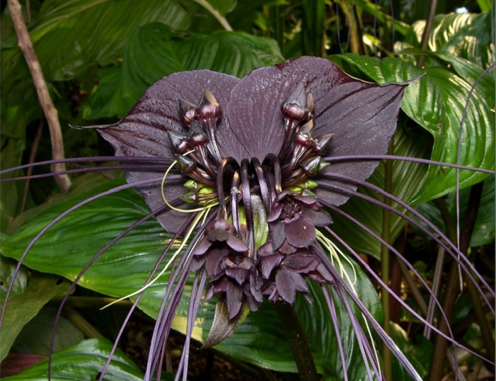 Lilium orientale 'Altari' - PictureThis