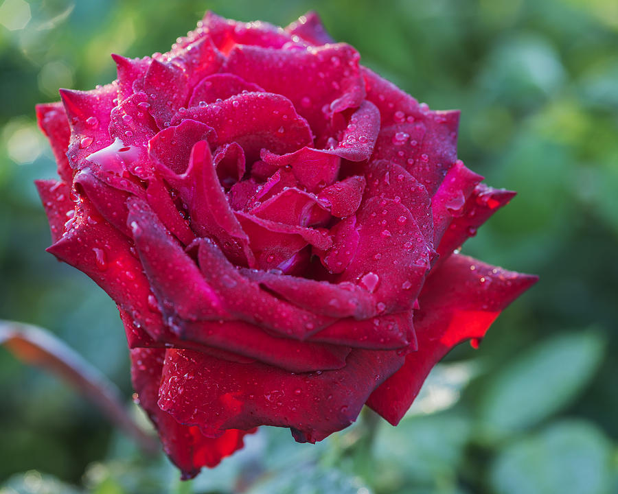 masterpiece))), bouquet of red roses, morning dew...