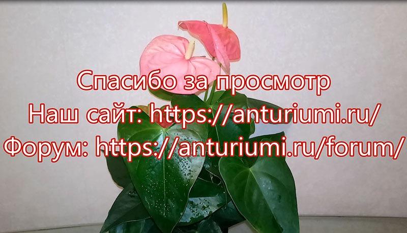 Buy Anthurium Colorado Plant Online NZ - Online Plants NZ