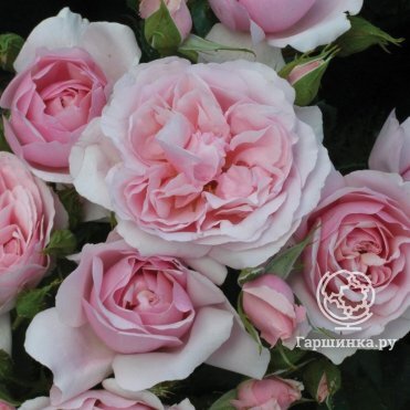 Parfum Flower Company - Rose 'Wabara Misaki' by Rose Farm ...