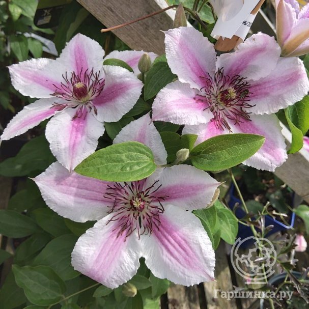 Clematis 'Darius' (EL) — Растения Оптовая FlorAccess