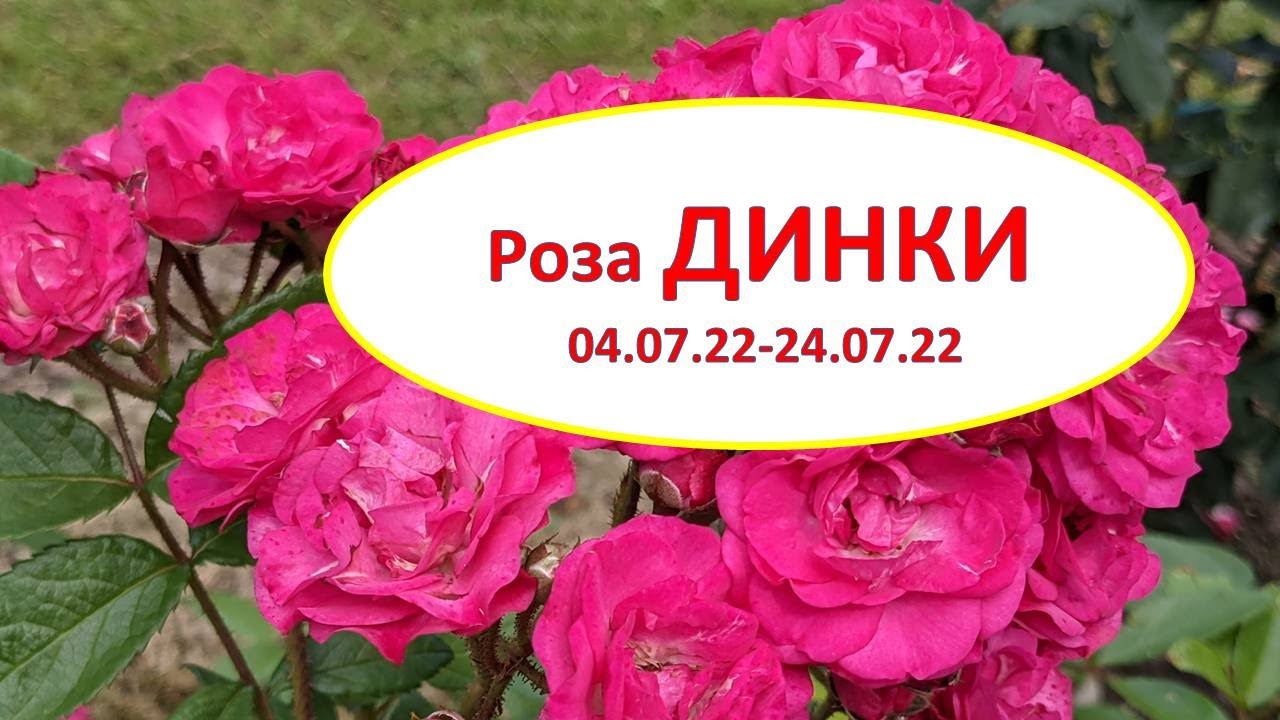 Купите dinky (динки) 🌹 из питомника Долина роз с доставкой!