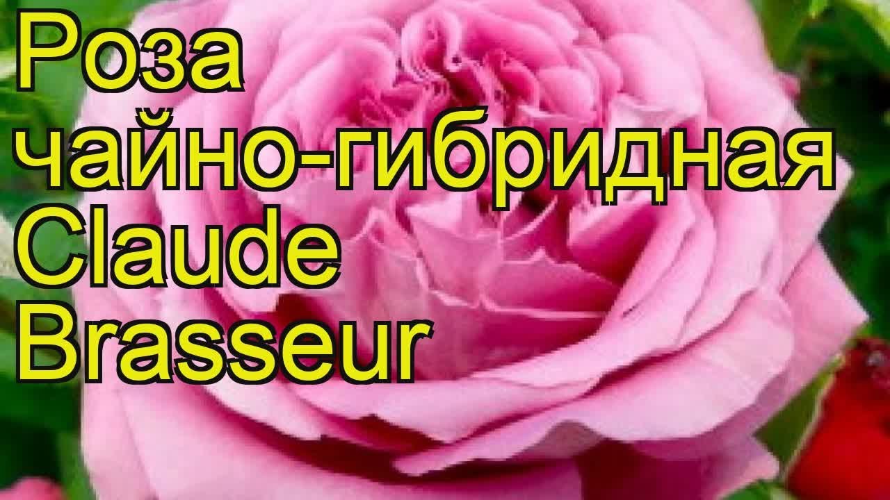 Роза чайно-гибридная Клод Брассер. Краткий обзор, описание ...