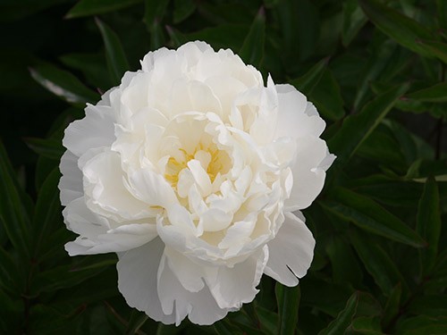 Gardenia Peony - Flowers And Bulbs | Veseys