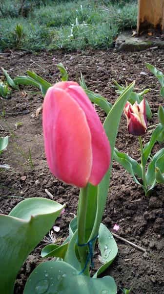 Tulipa (Darwinhybrid Grp) 'Royal Ad Rem'