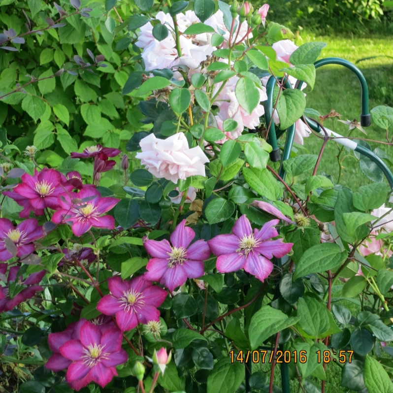 Clematis Justa - plant, care and cultivation. Clematis Justa ...