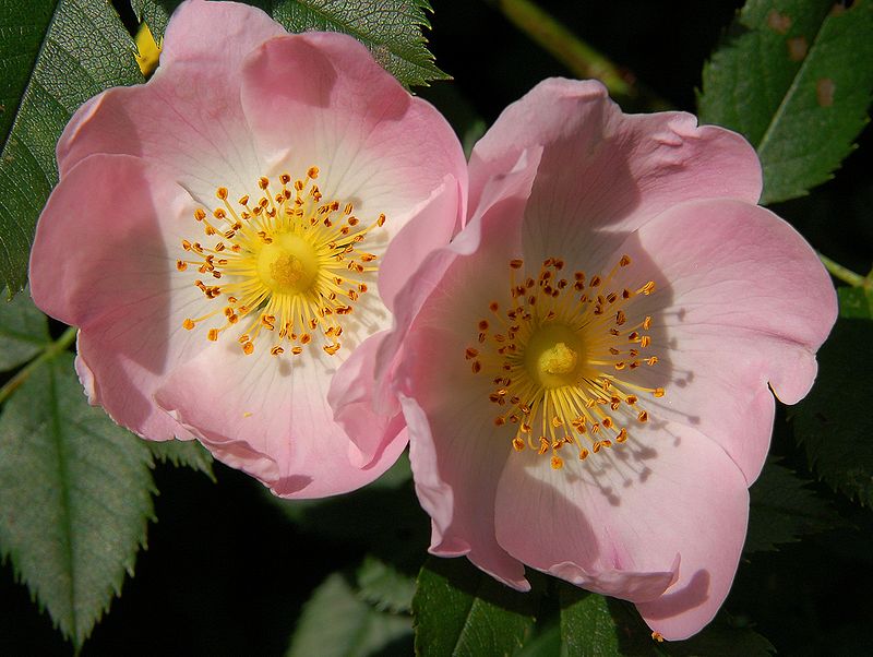 Rosa canina | Revista sobre la ...