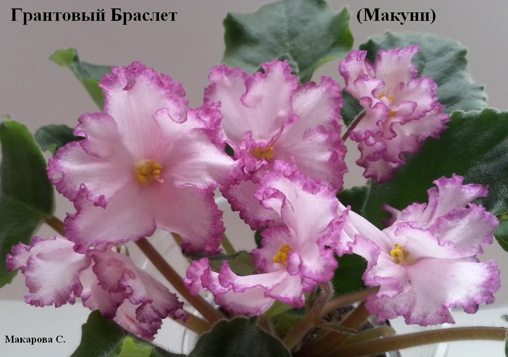 СЕЛЕКЦИЯ Б.МАКУНИ