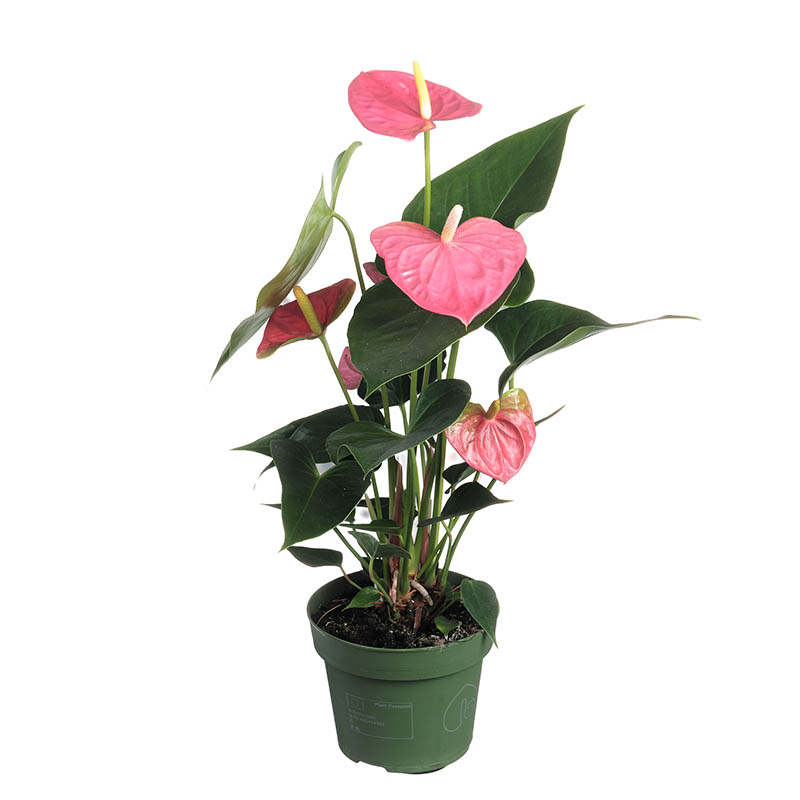 Anthurium andreanum 'Colorado' (17cm Pot) - Coolings Garden ...