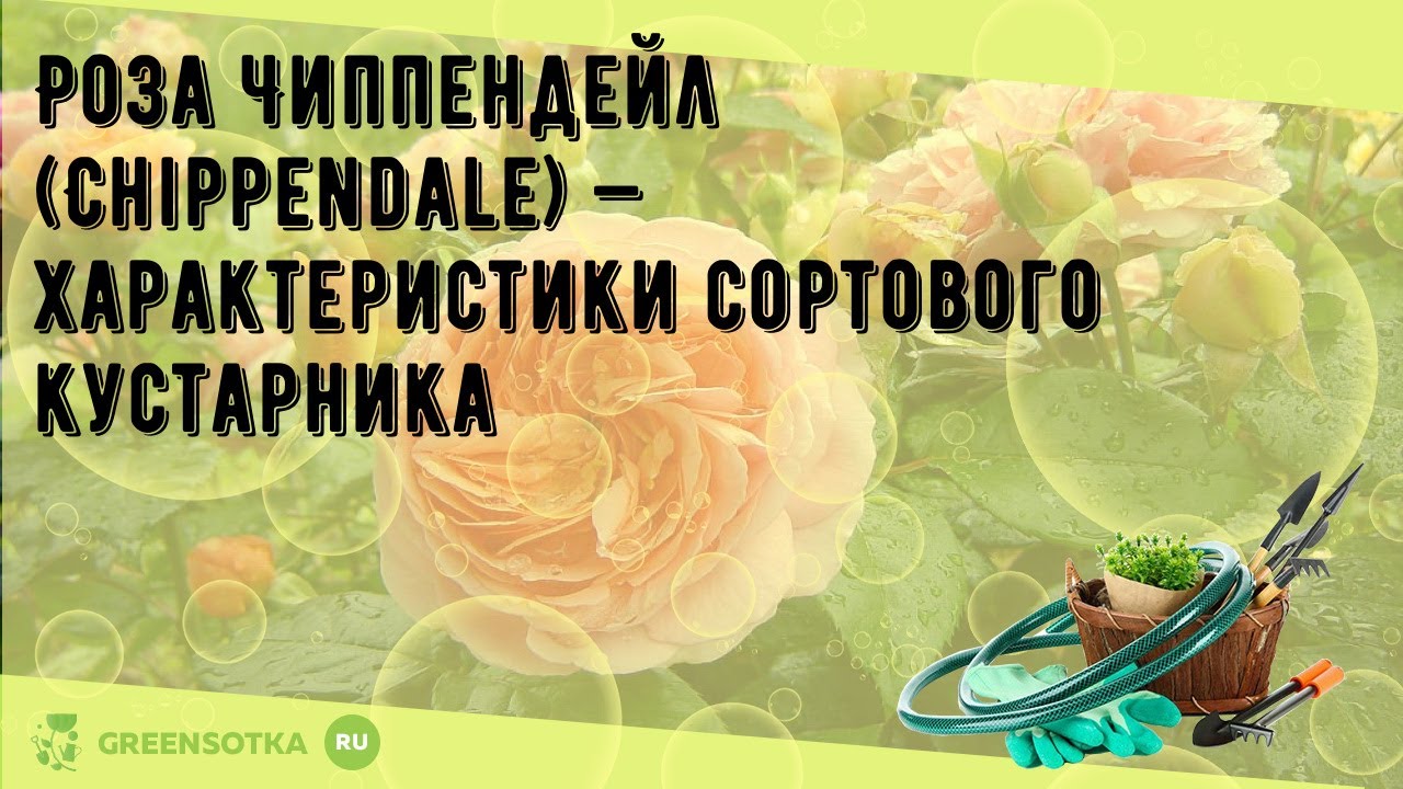 Интернет-магазин садовода ДЕЛЁНКА - Роза Chippendale ...