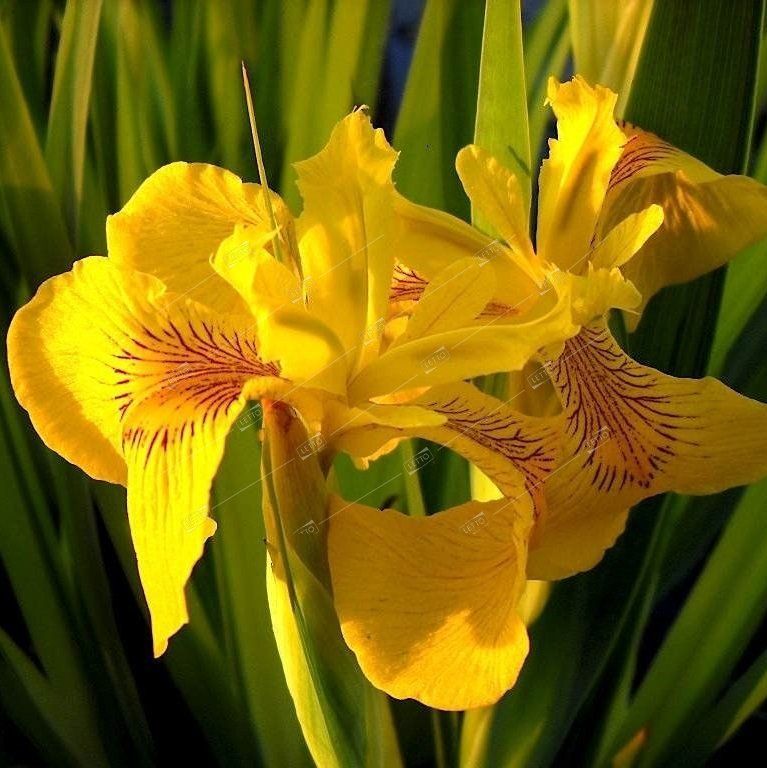 Ирис болотный (Iris pseudacorus `Flore Plena`) - Ирис ...