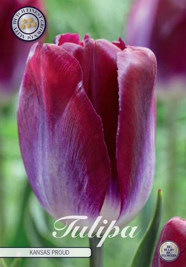 Einfache Tulpen 'Kansas Proud'- Tulipa | Select Samen Shop