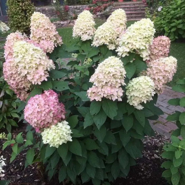 Гортензия метельчатая (Hydrangea paniculata `Colourful ...