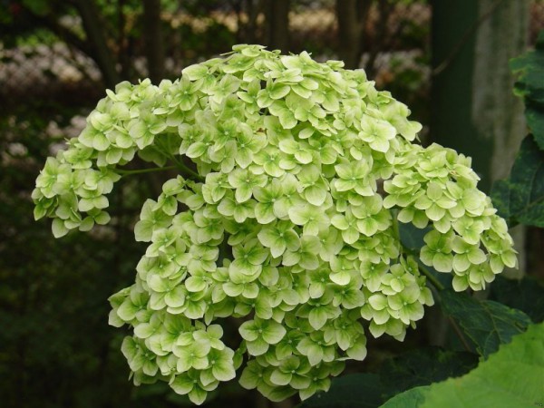 Гортензия древовидная (Hydrangea arborescens `Ruby Annabelle ...