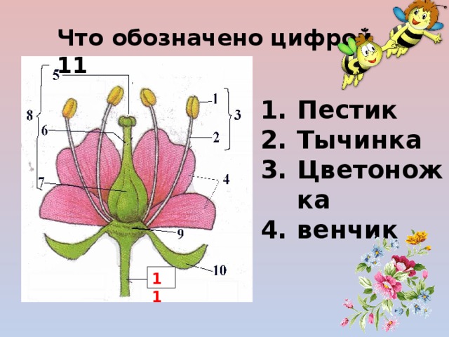 Ответы Mail: Опишите тюльпан по заданию Биология 6 класс